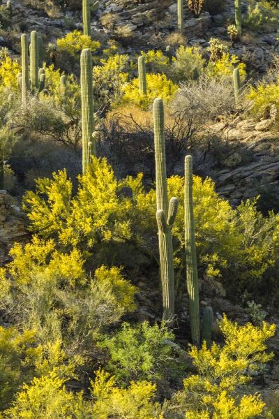AZ, Coronado NF Saguaro cactus and palo verde